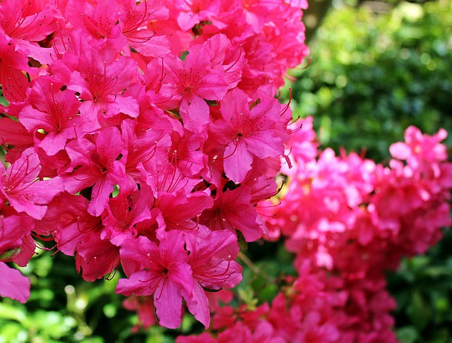 Dried Himalayan Rhododendron Flower | Roza azalea Flower Dried | Buransh Flower
