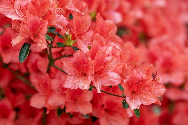 Dried Himalayan Rhododendron Flower | Roza azalea Flower Dried | Buransh Flower