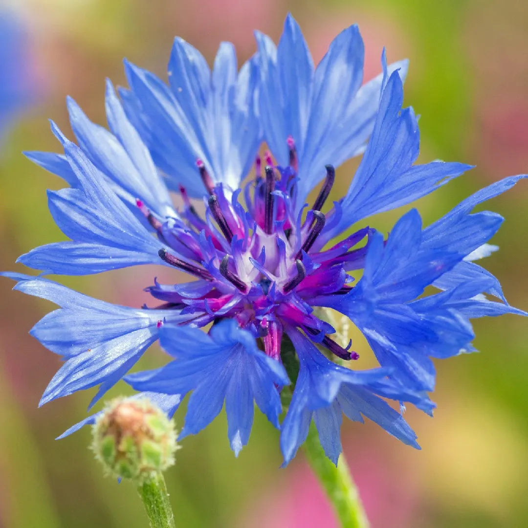 Dried Blue cornflower - Centaurea cyanus - Bachelor's button