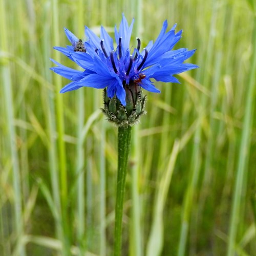 Dried Blue cornflower - Centaurea cyanus - Bachelor's button