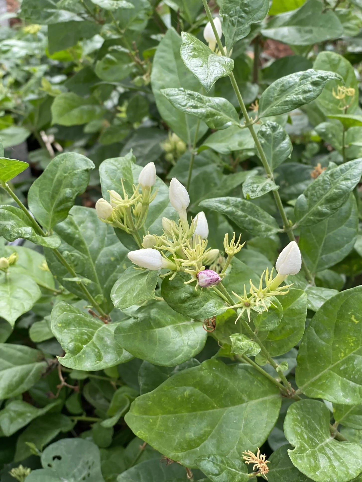 Jasmine Flower (Dried) - Chameli Phool - Jasminum Sambac - Mogra Phool - Bela
