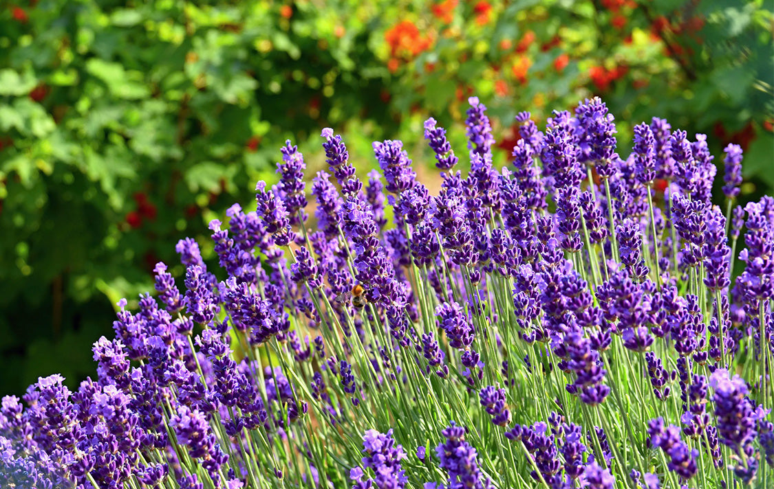 Indian Kashmiri Lavender Flowers , Dried Lavender Buds, wholesale (Lavandula angustifolia)