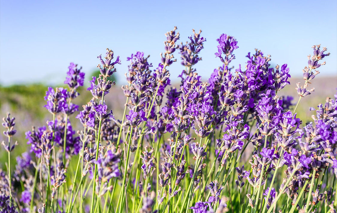 Indian Kashmiri Lavender Flowers , Dried Lavender Buds, wholesale (Lavandula angustifolia)