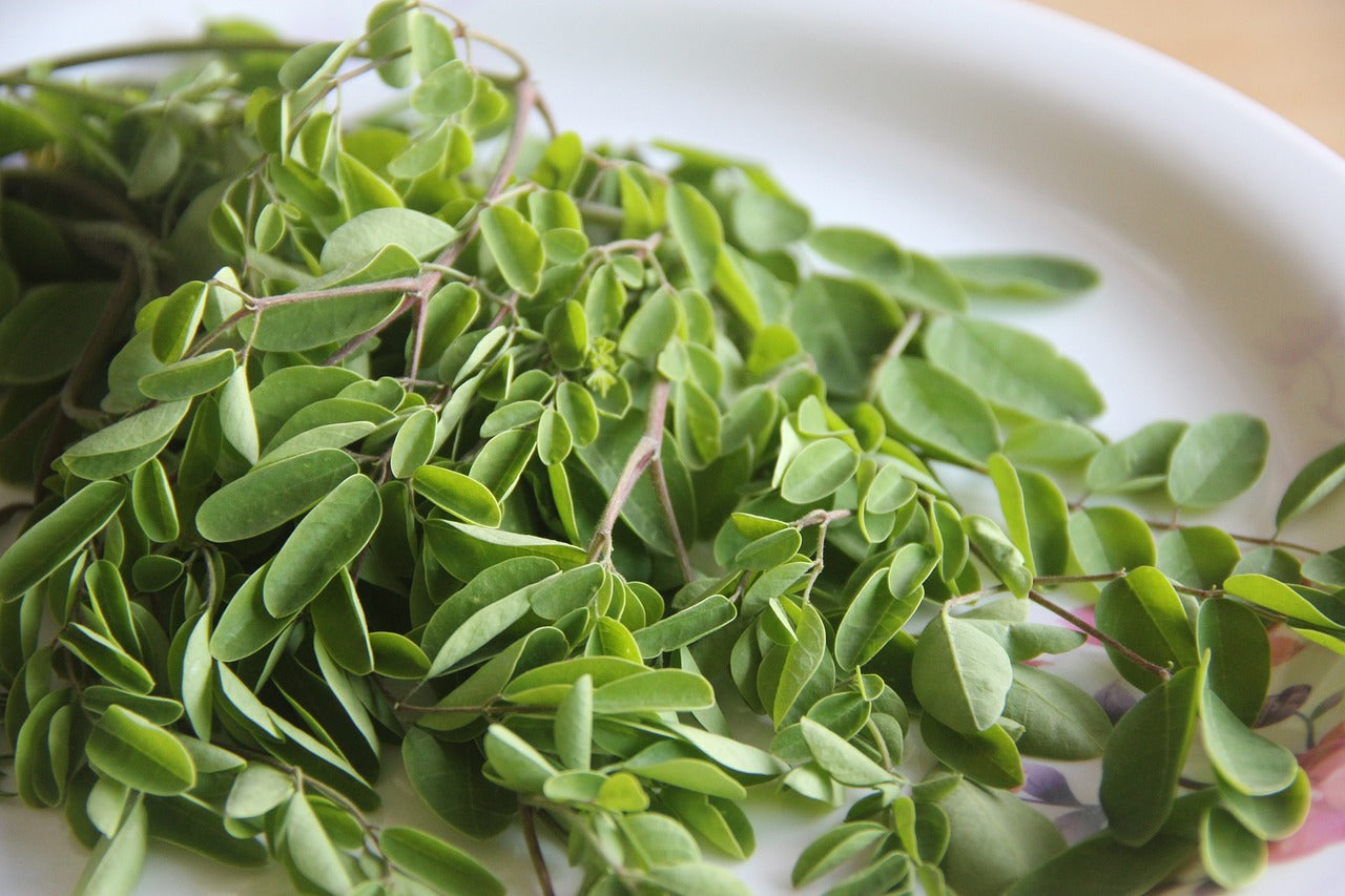 Moringa leaves Dried | Moringa Superfood Tisane | Loose Leaf Moringa Tea, Herbal Tea
