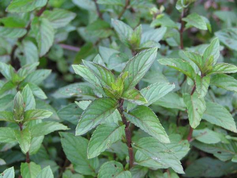 Dried Peppermint Leaves | Peppermint Herbal Tea Leaves | Mentha Piperata