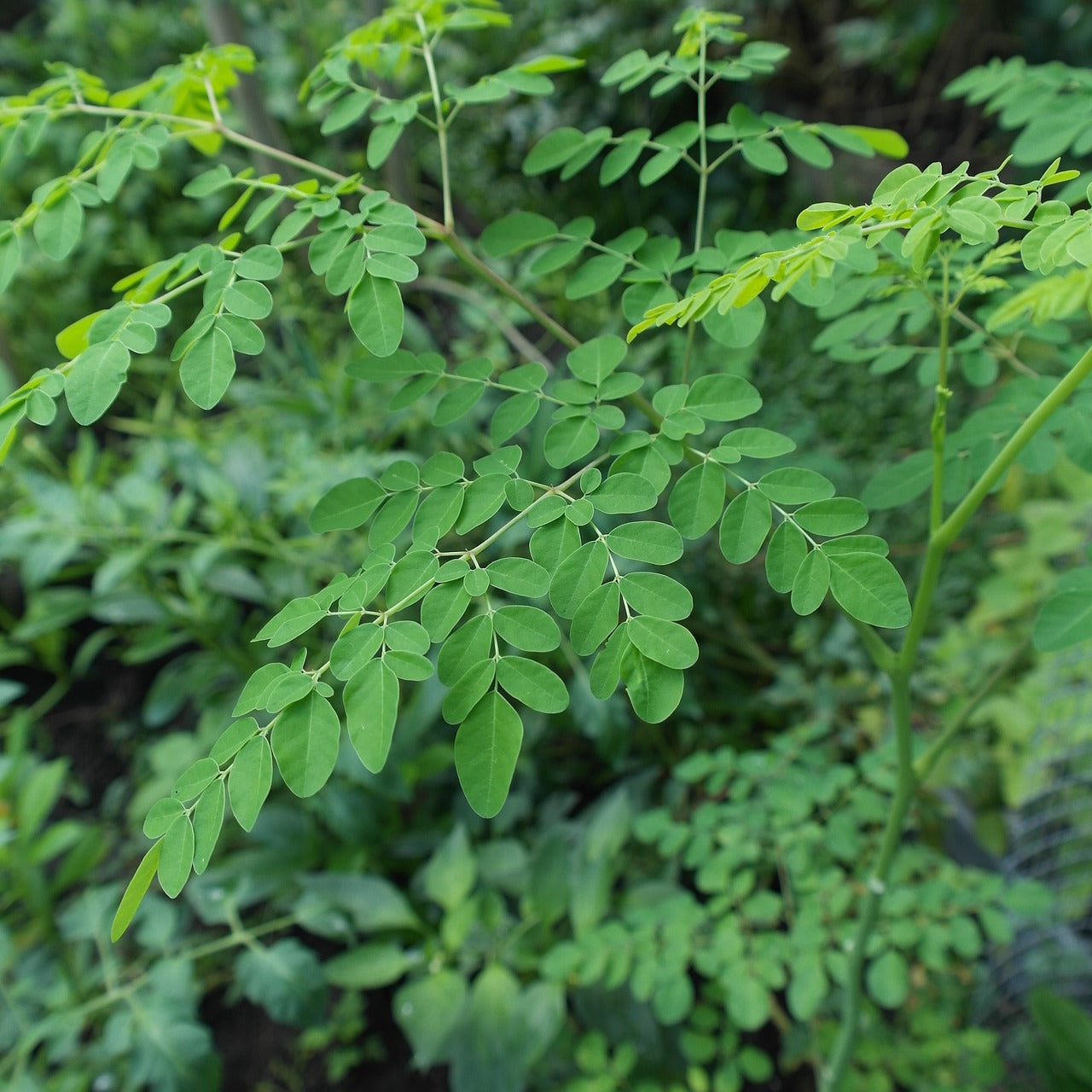 Moringa leaves Dried | Moringa Superfood Tisane | Loose Leaf Moringa Tea, Herbal Tea
