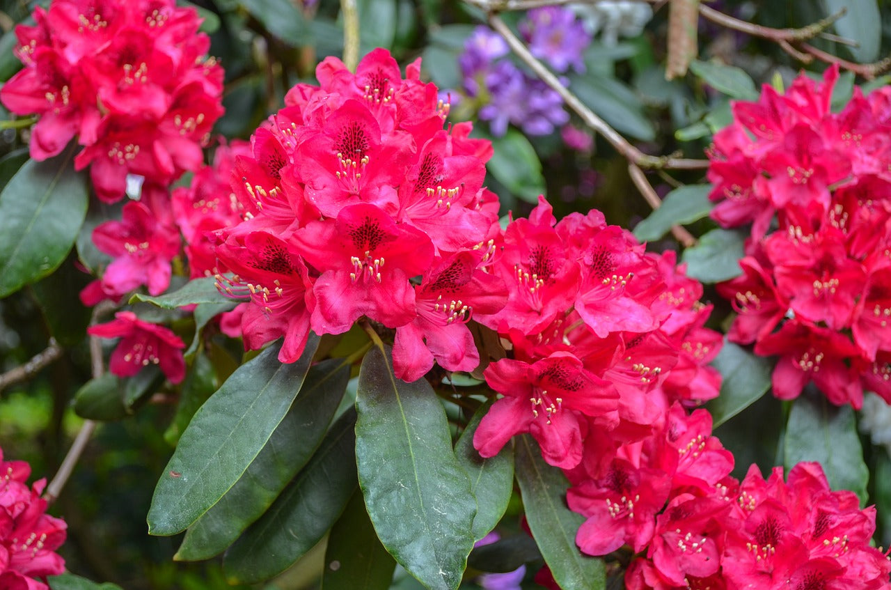 Dried Himalayan Rhododendron Flower | Roza azalea Flower Dried | Buransh Flower