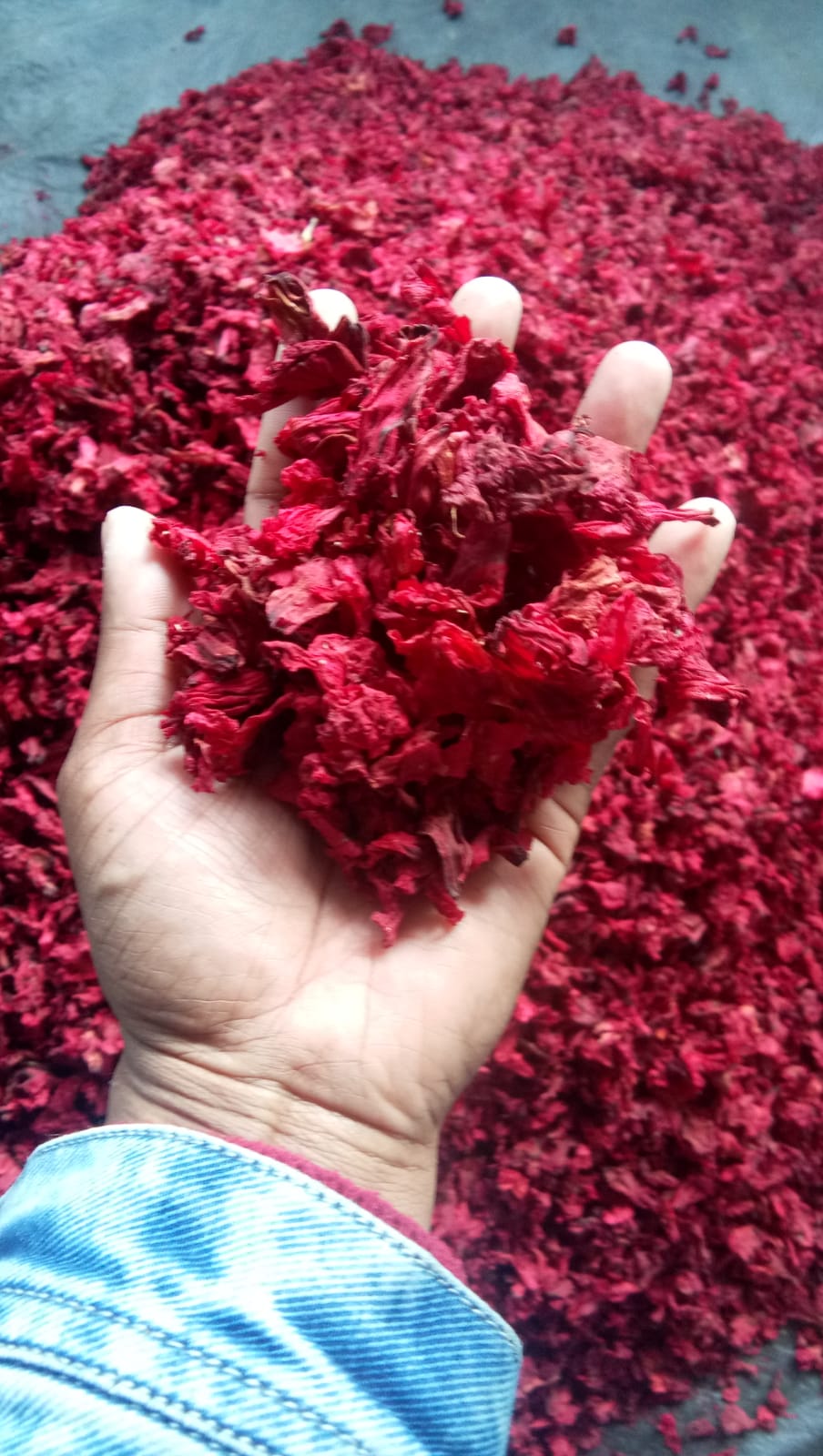 Dried Himalayan Rhododendron Flower | Roza azalea Flower Dried | Buransh Flower