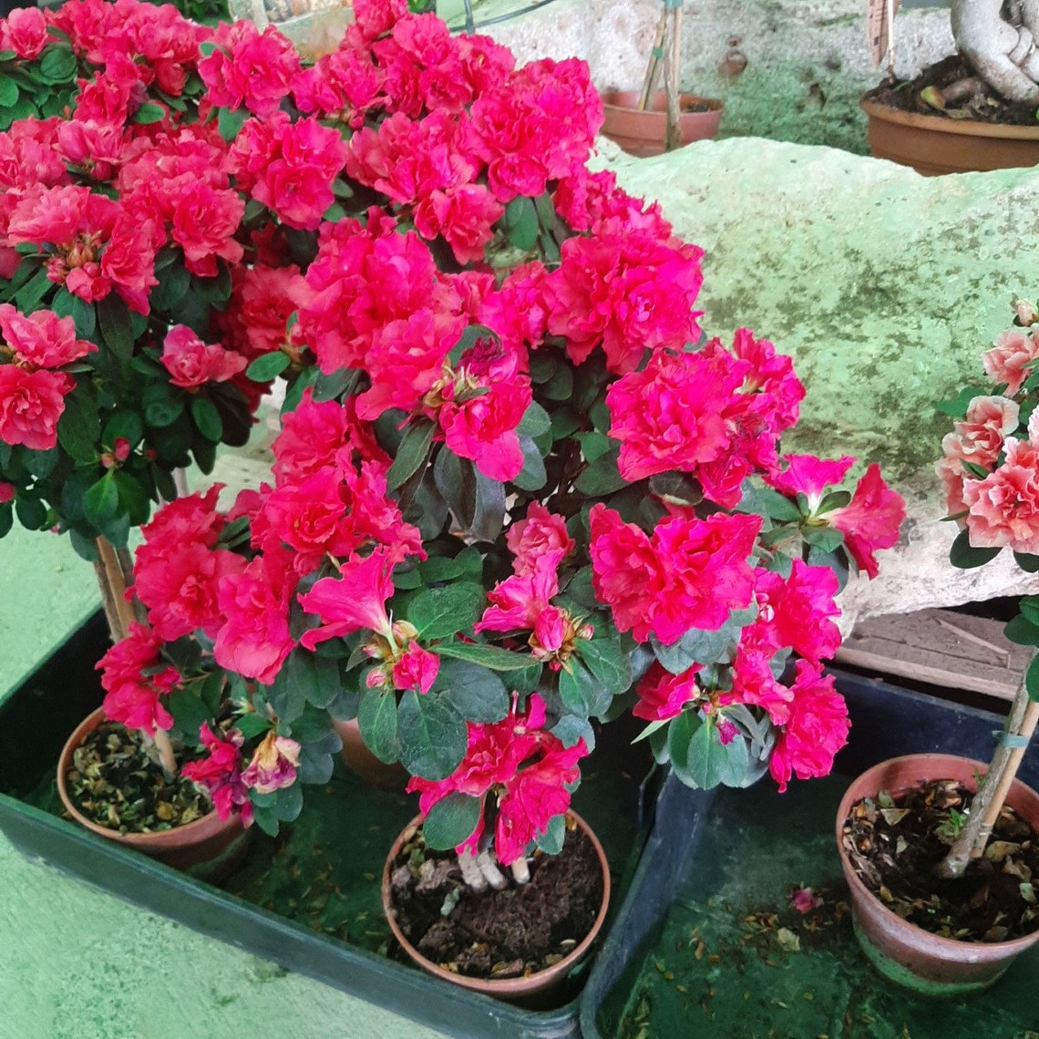 Dried Himalayan Rhododendron Flower | Roza azalea Flower Dried | Buransh Flower