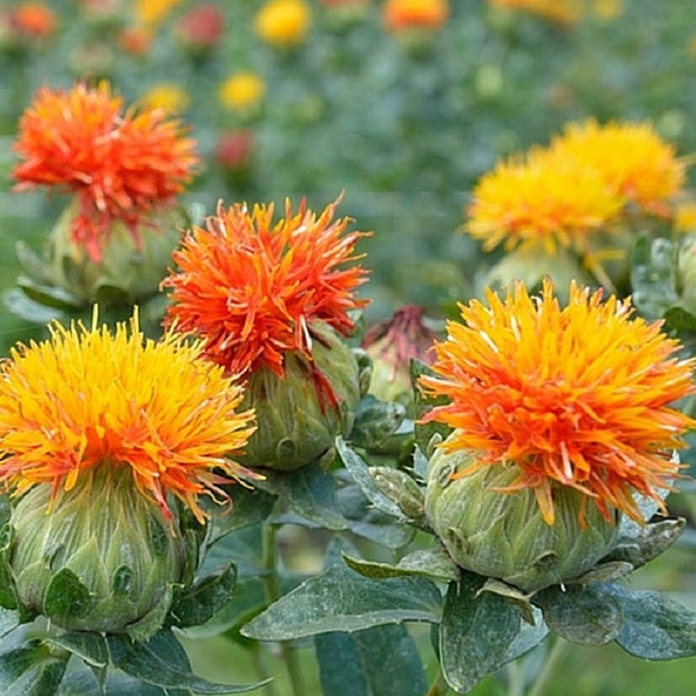 Safflower - Kusum Flower - Phool Kusum - Saf Flower - Carthamus tinctorius