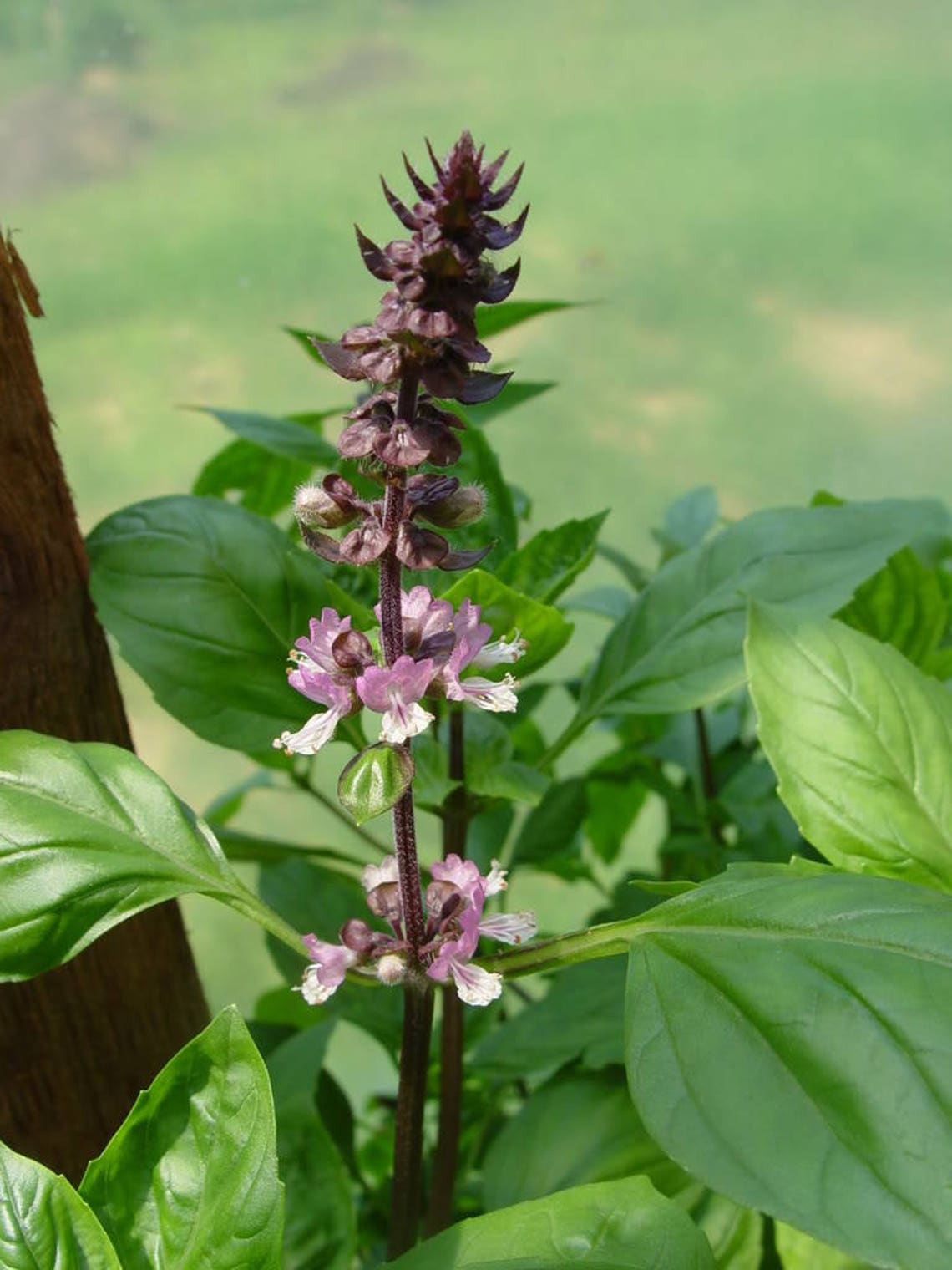 Holy Basil Tulsi Leaves | Rama, Shyama & Vana Tulsi (Dried)