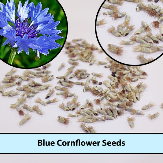 Blue Cornflower Seeds for Gardening |  Bachelor Button Flowers Seeds