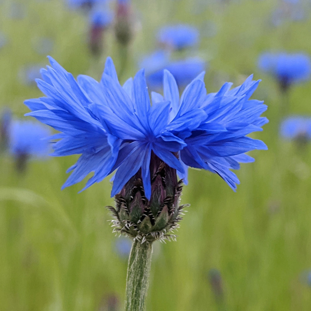 Blue Cornflower Seeds for Gardening |  Bachelor Button Flowers Seeds