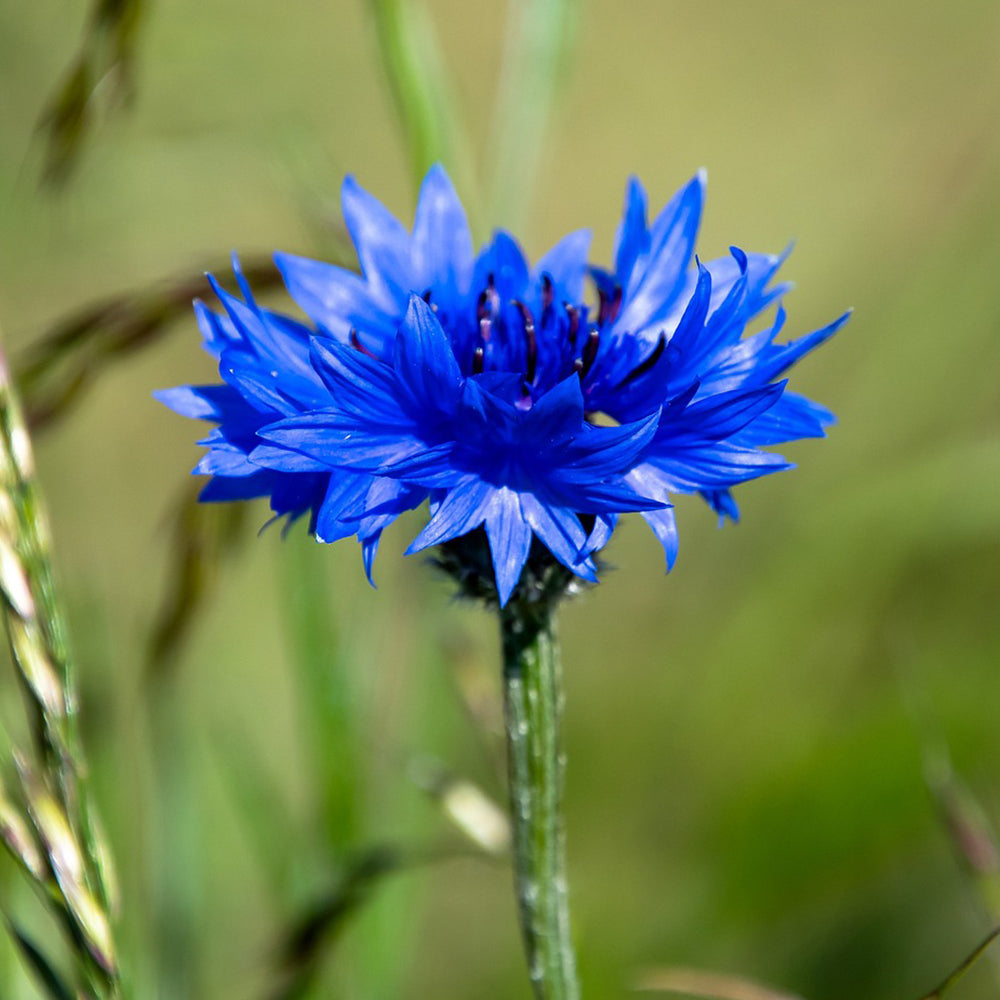 Blue Cornflower Seeds for Gardening |  Bachelor Button Flowers Seeds