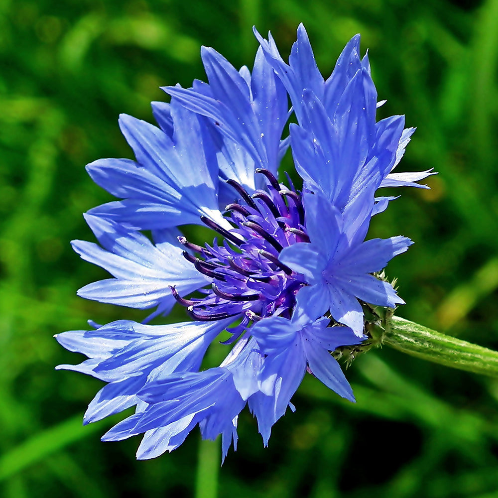 Blue Cornflower Seeds for Gardening |  Bachelor Button Flowers Seeds