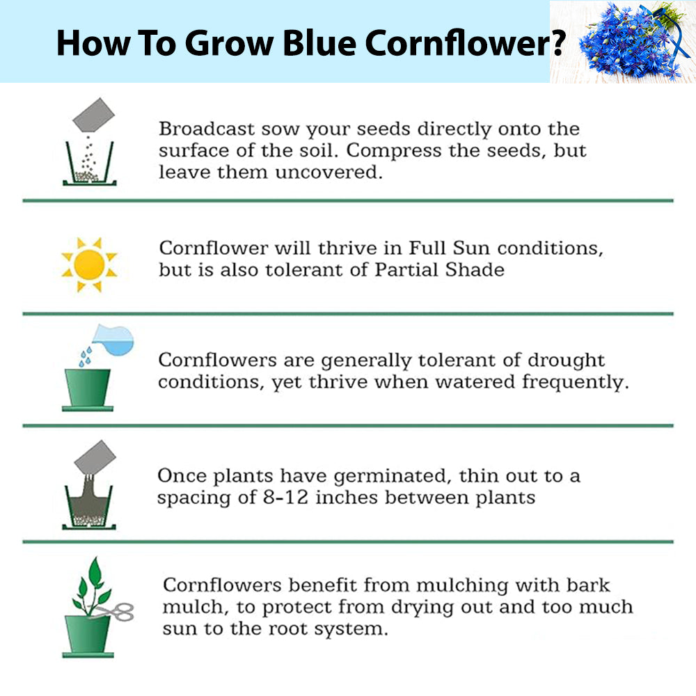 Blue Cornflower Seeds for Gardening |  Bachelor Button Flowers Seeds