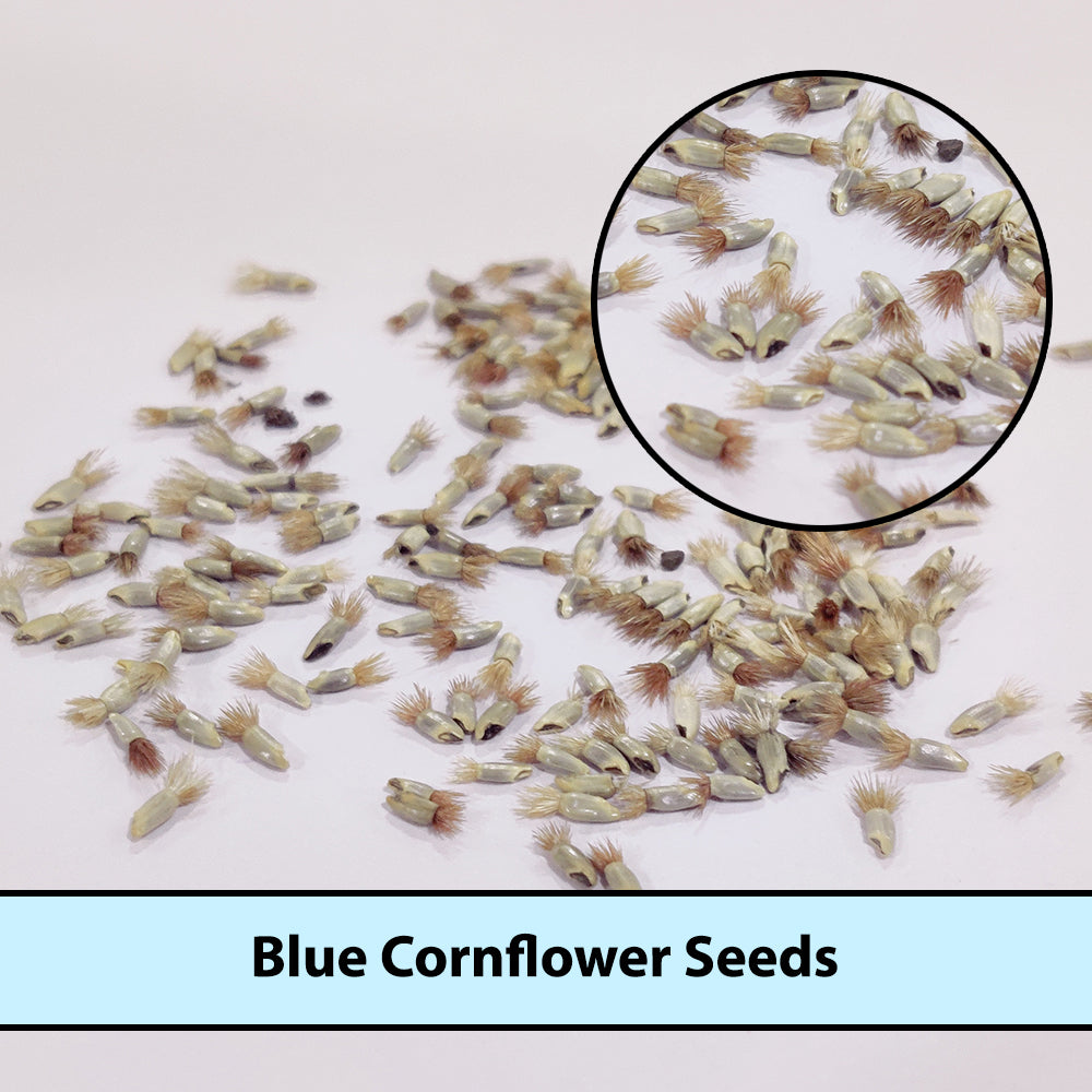 Blue Cornflower Seeds for Gardening |  Bachelor Button Flowers Seeds