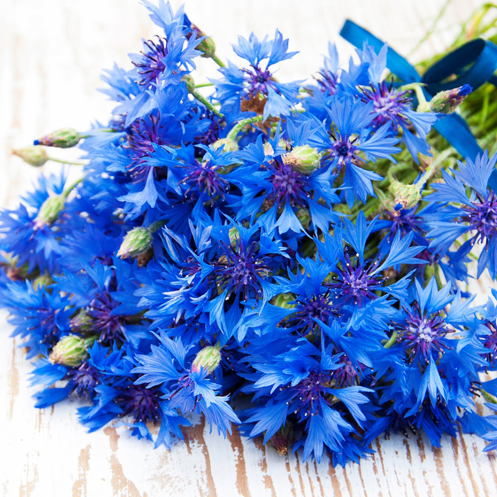 Blue Cornflower Seeds for Gardening |  Bachelor Button Flowers Seeds