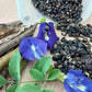 Butterfly Pea Flower Seeds for Gardening | Blue Shankupushpam/Aparajitha/Sangu Poo/Clitoria ternatae