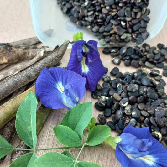 Butterfly Pea Flower Seeds for Gardening | Blue Shankupushpam/Aparajitha/Sangu Poo/Clitoria ternatae