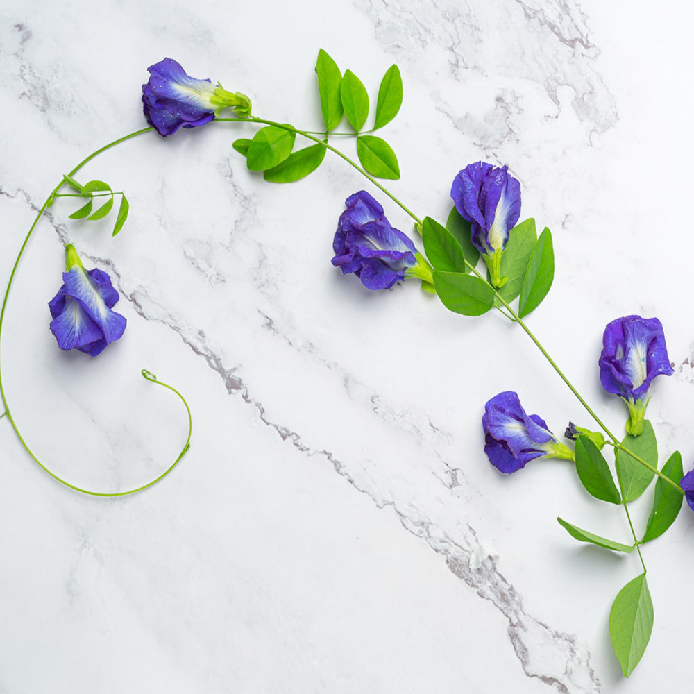 Butterfly Pea Flower Seeds for Gardening | Blue Shankupushpam/Aparajitha/Sangu Poo/Clitoria ternatae