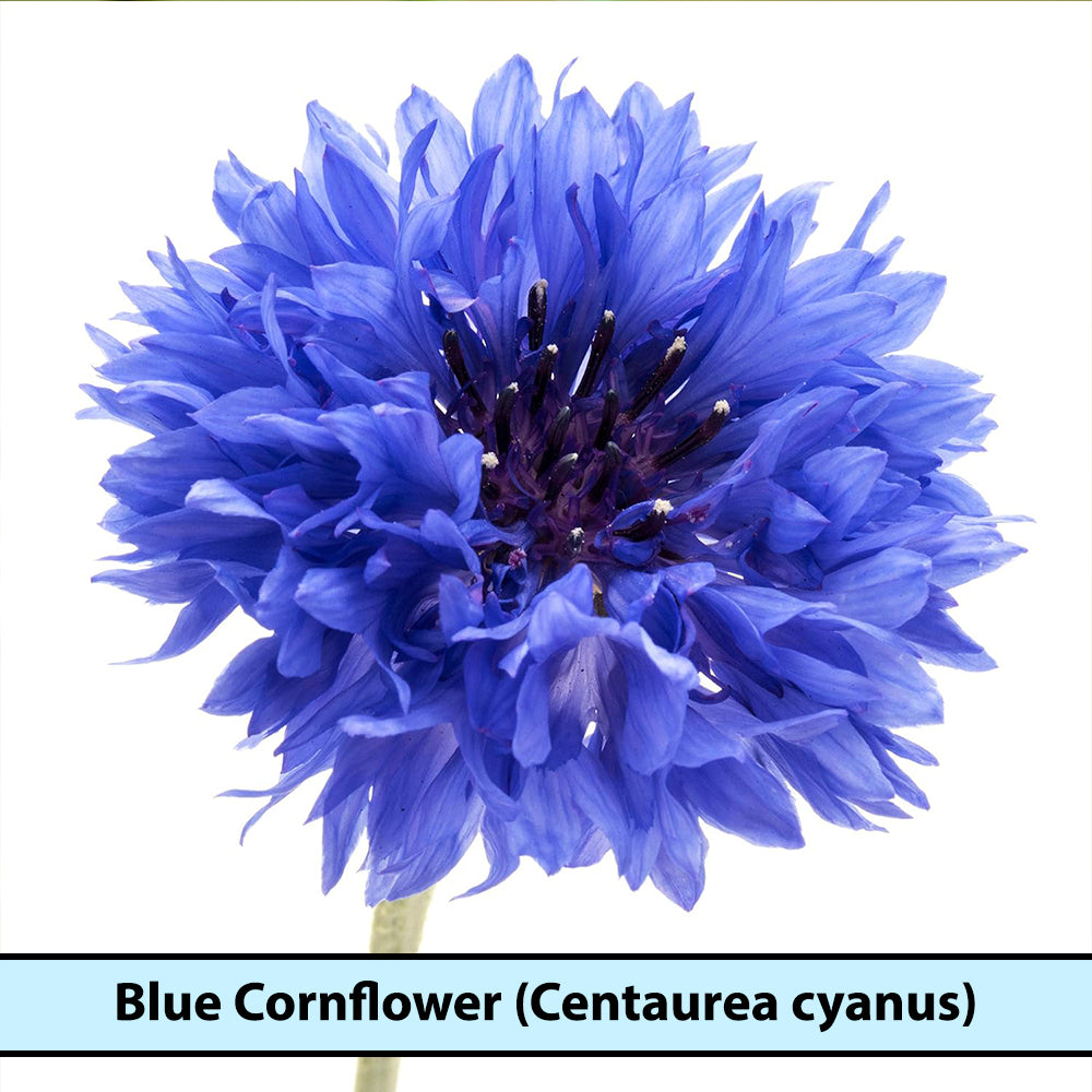 Blue Cornflower Seeds for Gardening |  Bachelor Button Flowers Seeds