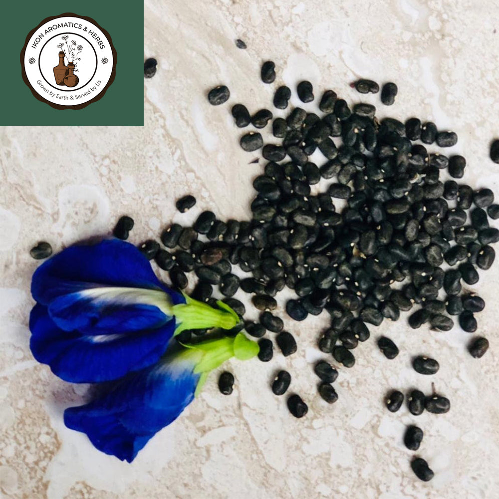 Butterfly Pea Flower Seeds for Gardening | Blue Shankupushpam/Aparajitha/Sangu Poo/Clitoria ternatae