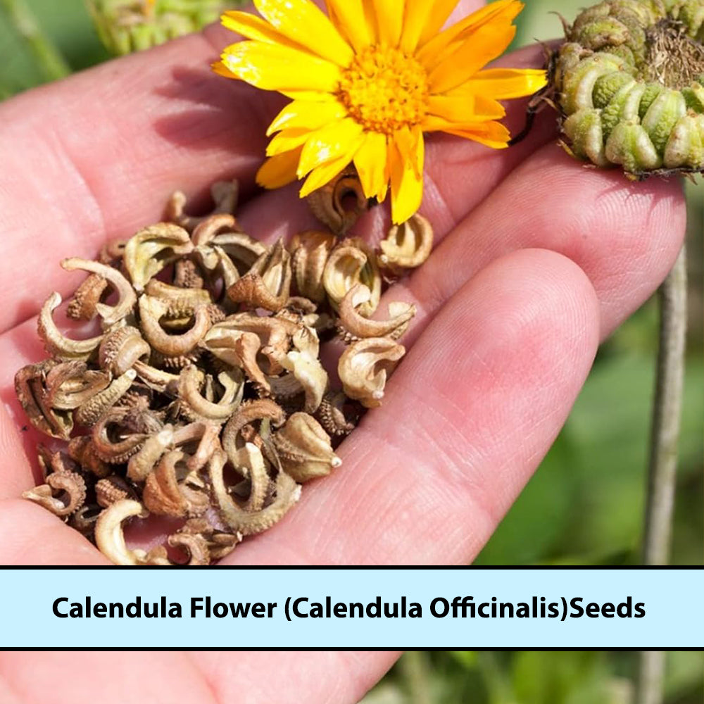 Calendula Flower Seeds | Calendula Officinalis Seeds | Calendula- Flower Seeds for Balcony Gardening