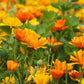 Calendula Flower Seeds | Calendula Officinalis Seeds | Calendula- Flower Seeds for Balcony Gardening