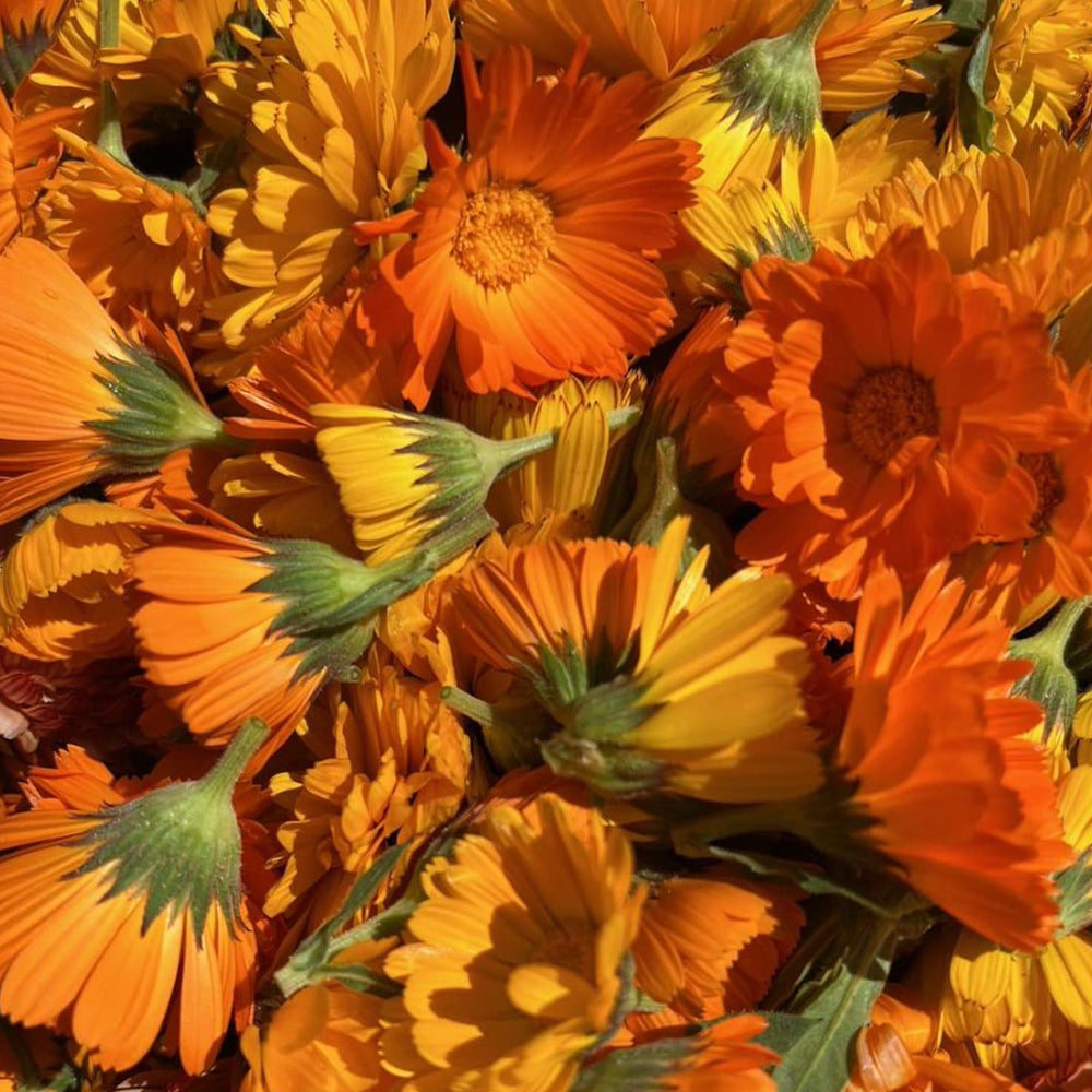 Calendula Flower Seeds | Calendula Officinalis Seeds | Calendula- Flower Seeds for Balcony Gardening