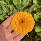 Calendula Flower Seeds | Calendula Officinalis Seeds | Calendula- Flower Seeds for Balcony Gardening