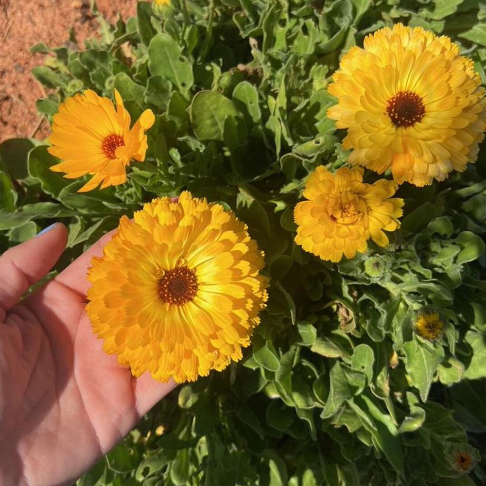 Calendula Flower Seeds | Calendula Officinalis Seeds | Calendula- Flower Seeds for Balcony Gardening