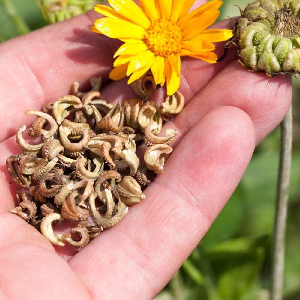 Calendula Flower Seeds | Calendula Officinalis Seeds | Calendula- Flower Seeds for Balcony Gardening