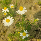 Chamomile Flower Seeds | Chamomile Tea Flower Seed  | Babune Ka Phool | Matricaria chamomilla