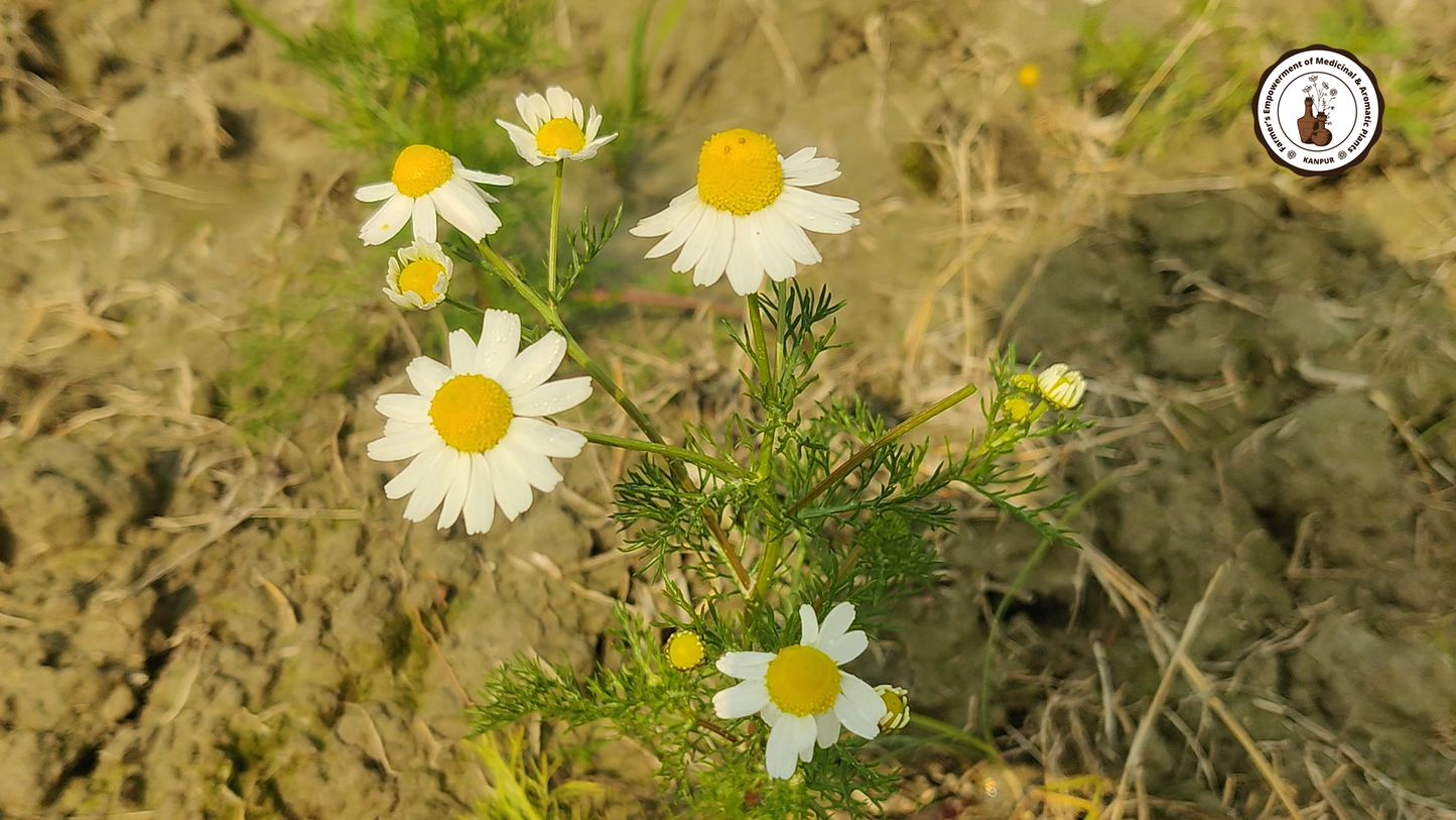 Chamomile Flower Seeds | Chamomile Tea Flower Seed  | Babune Ka Phool | Matricaria chamomilla