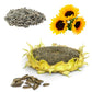 Sunflower Seeds for Your Garden | Organic Sunflower Seeds for Gardening | Giant Variety Easy to Grow