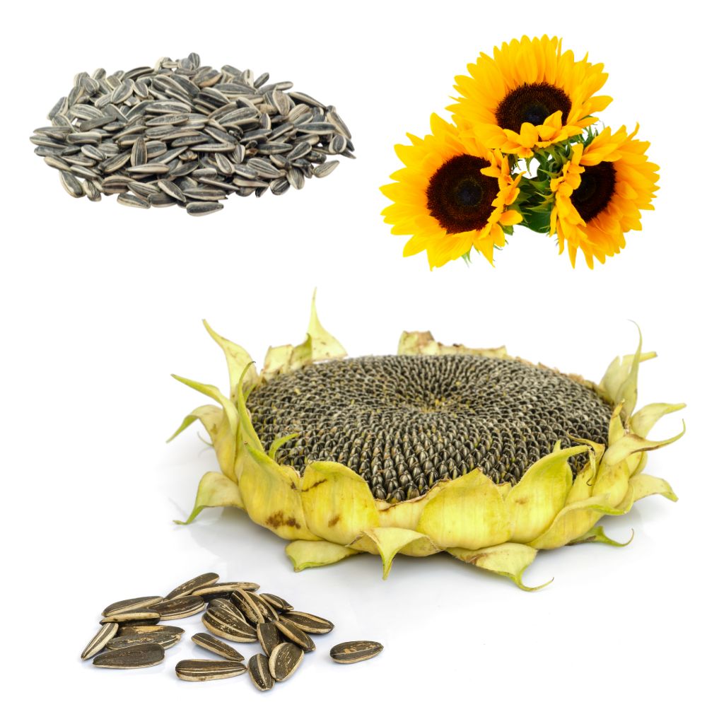 Sunflower Seeds for Your Garden | Organic Sunflower Seeds for Gardening | Giant Variety Easy to Grow
