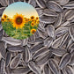 Sunflower Seeds for Your Garden | Organic Sunflower Seeds for Gardening | Giant Variety Easy to Grow