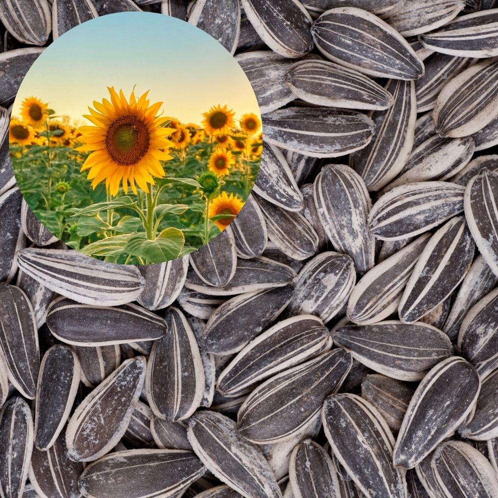 Sunflower Seeds for Your Garden | Organic Sunflower Seeds for Gardening | Giant Variety Easy to Grow