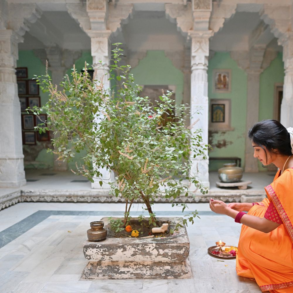 Rama Tulsi Seeds for Home Garden | Holy Basil Buy Rama Tulsi Seeds Online | For Spiritual & Wellness Gardens