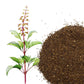 Rama Tulsi Seeds for Home Garden | Holy Basil Buy Rama Tulsi Seeds Online | For Spiritual & Wellness Gardens
