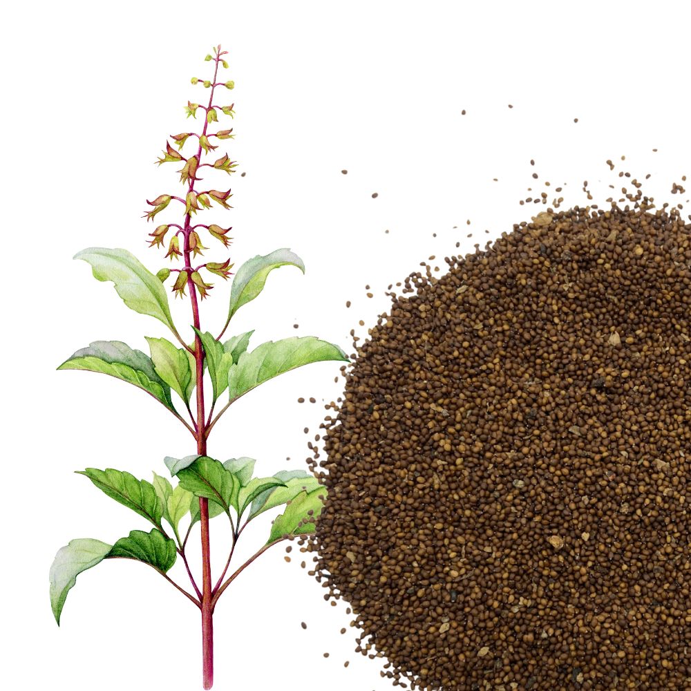 Rama Tulsi Seeds for Home Garden | Holy Basil Buy Rama Tulsi Seeds Online | For Spiritual & Wellness Gardens