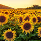 Sunflower Seeds for Your Garden | Organic Sunflower Seeds for Gardening | Giant Variety Easy to Grow