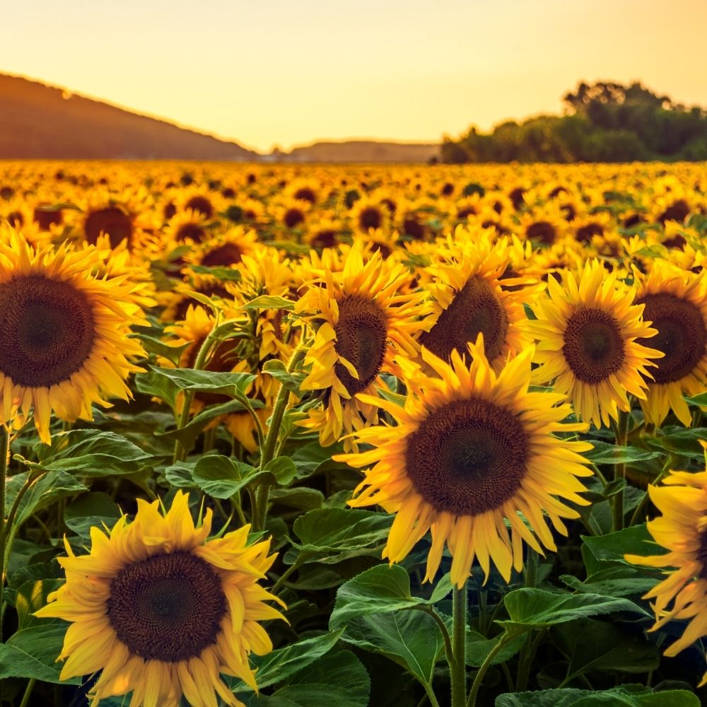 Sunflower Seeds for Your Garden | Organic Sunflower Seeds for Gardening | Giant Variety Easy to Grow