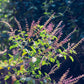 Rama Tulsi Seeds for Home Garden | Holy Basil Buy Rama Tulsi Seeds Online | For Spiritual & Wellness Gardens