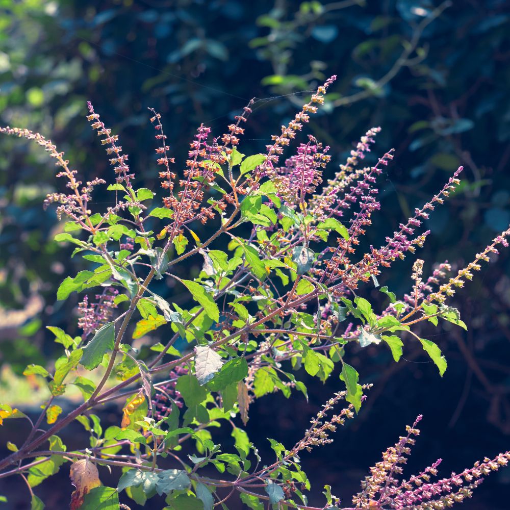 Rama Tulsi Seeds for Home Garden | Holy Basil Buy Rama Tulsi Seeds Online | For Spiritual & Wellness Gardens