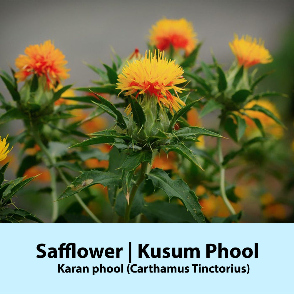 Safflower Seed | Kusum Phool Beej Seeds | Karan Beej | Carthamus Tinctorius