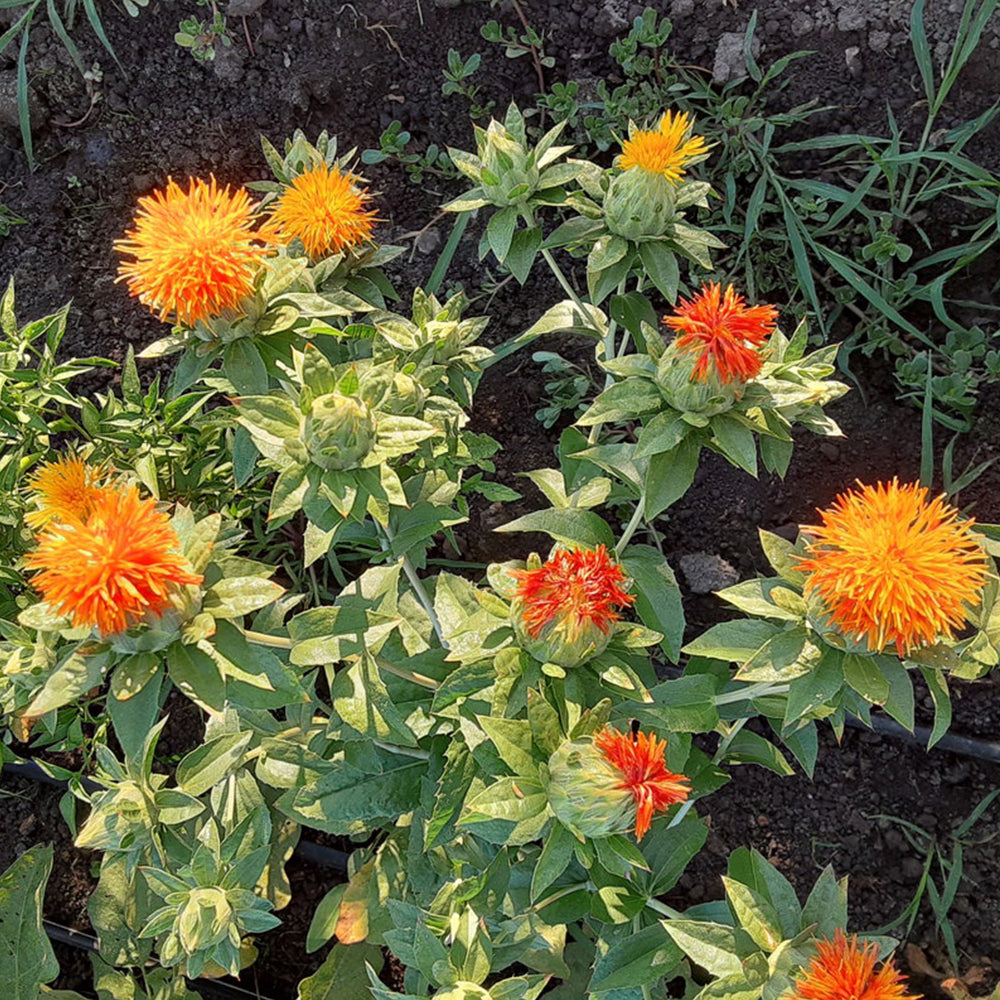 Safflower Seed | Kusum Phool Beej Seeds | Karan Beej | Carthamus Tinctorius