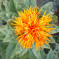 Safflower Seed | Kusum Phool Beej Seeds | Karan Beej | Carthamus Tinctorius