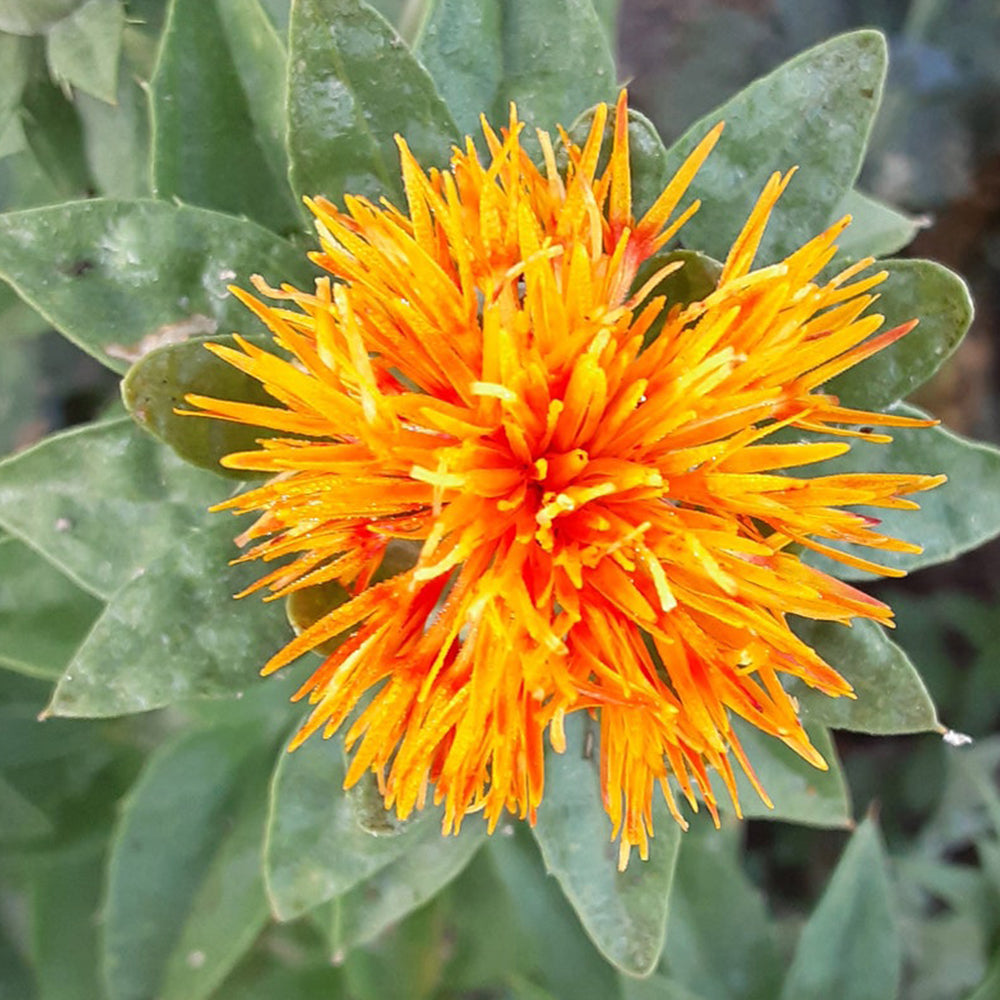 Safflower Seed | Kusum Phool Beej Seeds | Karan Beej | Carthamus Tinctorius